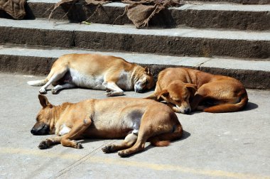 straat hondensokak köpekleri