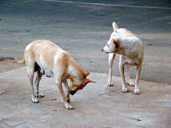 straat hondensokak köpekleri