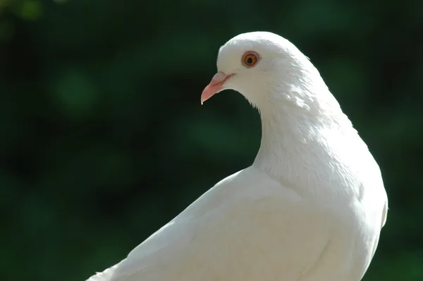 Dove — Stock Photo, Image