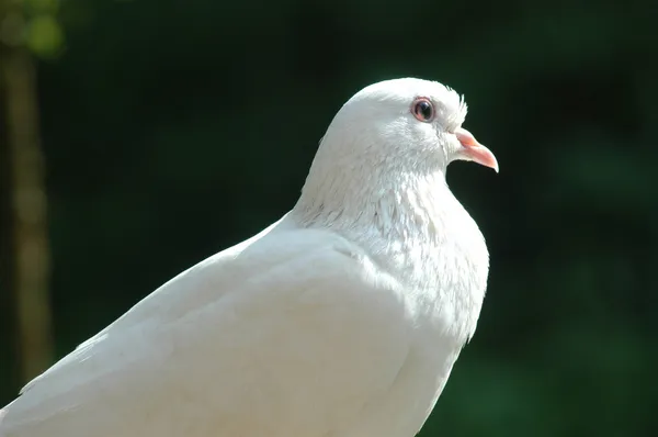 stock image Dove