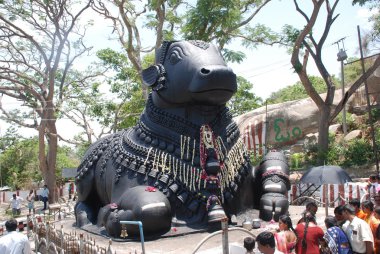 Nandi bebek boğa