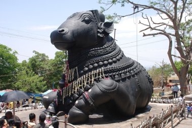 Nandi, Bebek boğa