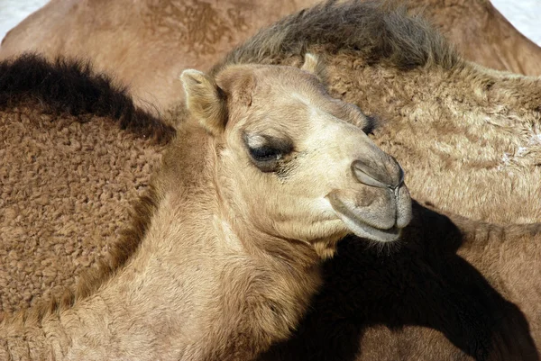 Camel — Stockfoto