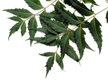 Neem Leaves clipart