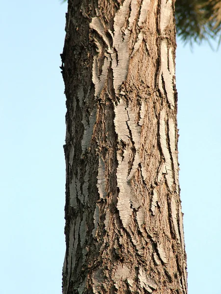 Ağaç kabuğu — Stok fotoğraf