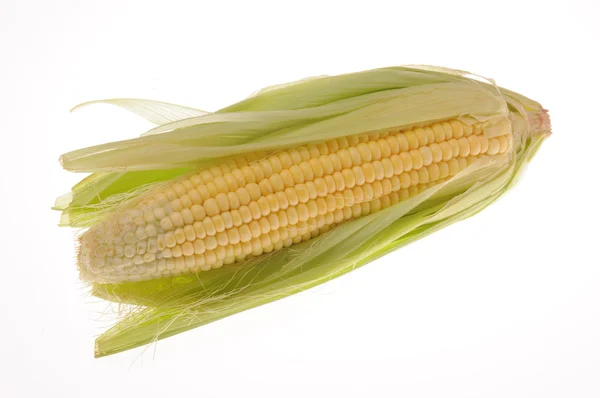 stock image Corn