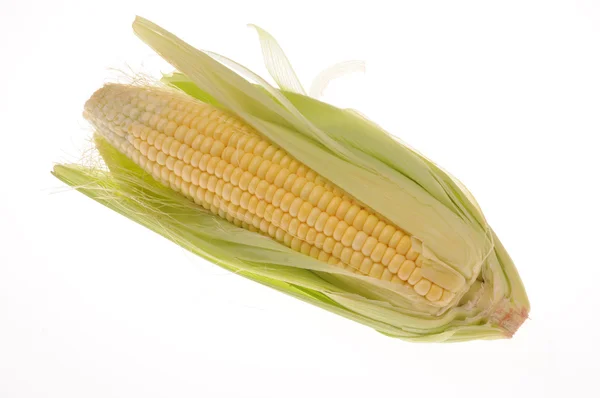 stock image Corn