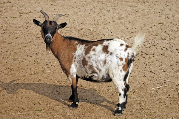 Koza — Zdjęcie stockowe