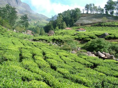 çay bahçeleri, Hindistan