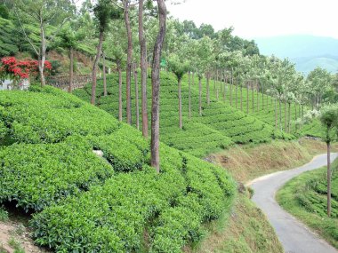 çay bahçeleri, Hindistan