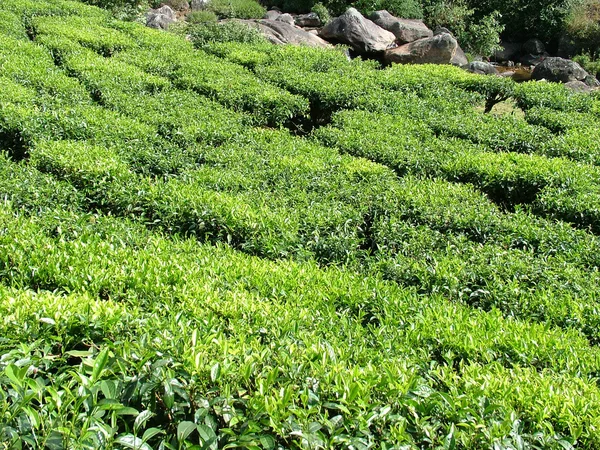 Tea Gardens, India — Stock Photo, Image