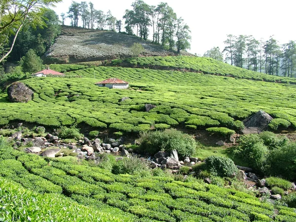 Jardins de thé, Inde — Photo
