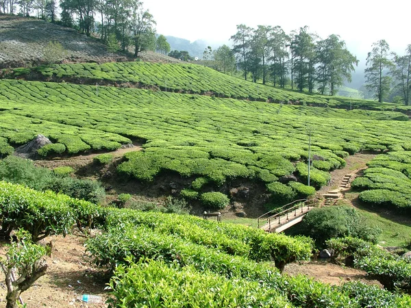 Чай сади, Індія — стокове фото