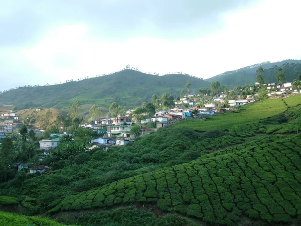 Чай сади, Індія — стокове фото
