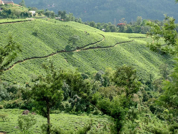 Tea Gardens, India — Stock Photo, Image