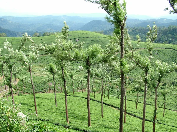 茶花园、 印度 — 图库照片