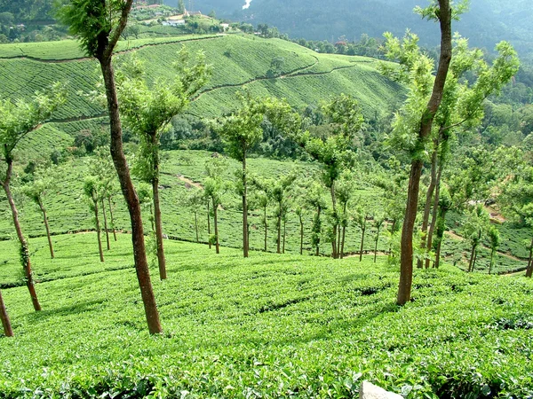 Jardins de thé, Inde — Photo