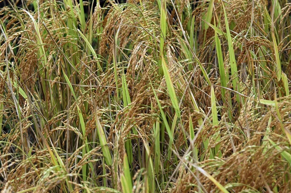 Stock image Paddy Field in India