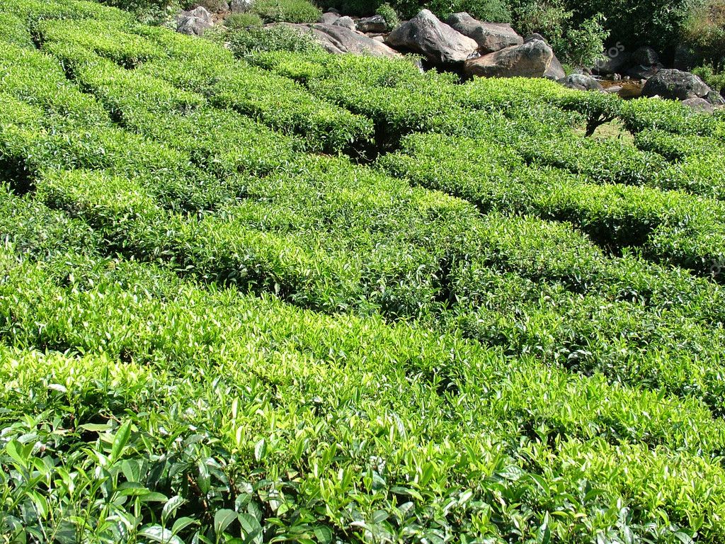 Tea Gardens, India — Stock Photo © ARTEKI #1534733