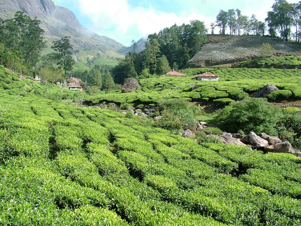 Tea Gardens, India — Stock Photo © ARTEKI #1534784