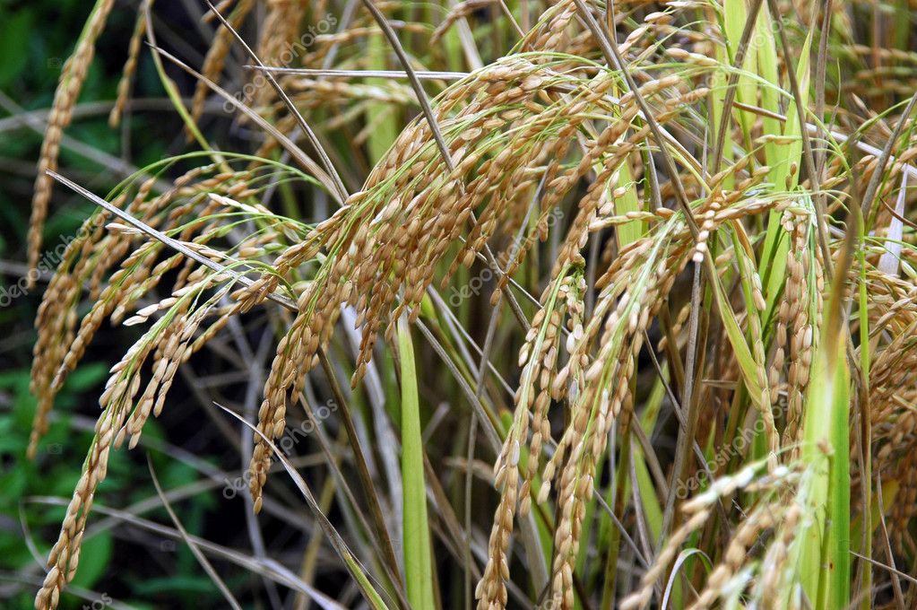 Paddy Field in India — Stock Photo © ARTEKI #1535841