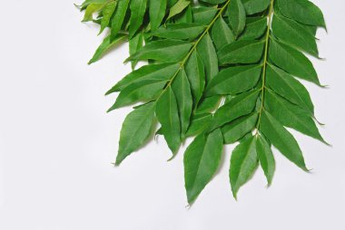Curry leaves clipart