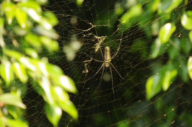 vahşi spider