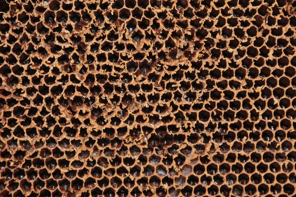 Hunajakenno — kuvapankkivalokuva