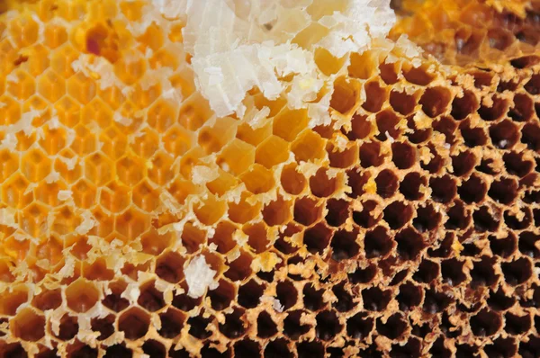 Mehiläispesä — kuvapankkivalokuva