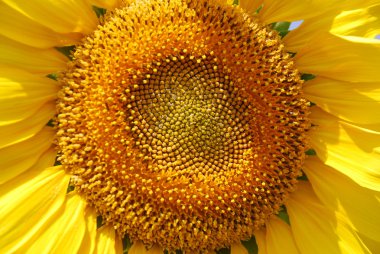 zonnebloem close-upAyçiçeği yakın çekim