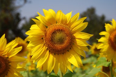 Sunflower clipart