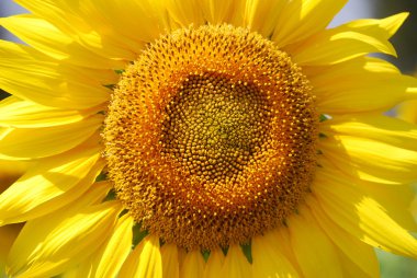 zonnebloem close-upAyçiçeği yakın çekim