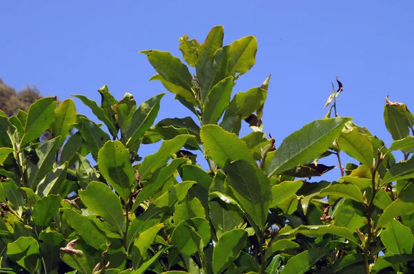 Bio-Teepflanzen — Stockfoto
