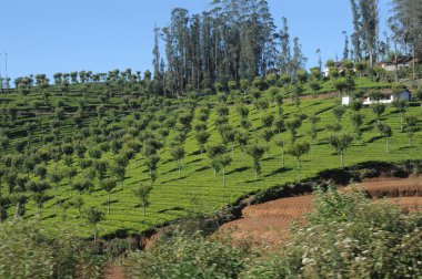 çay Bahçesi, ooty