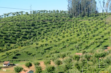 Tea Garden, Ooty clipart