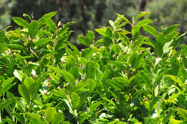 Органические чайные культуры — стоковое фото