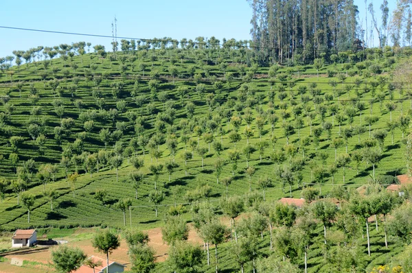 stock image Tea Garden, Ooty