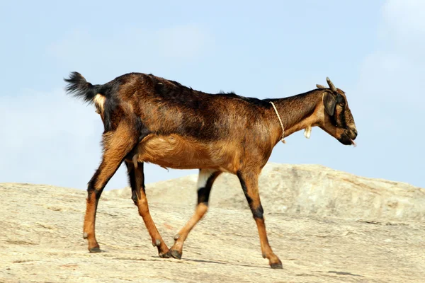 Cabra en la roca — Foto de Stock