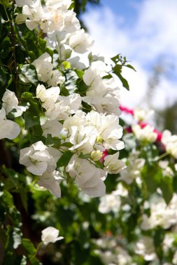 White Bougainvillea clipart