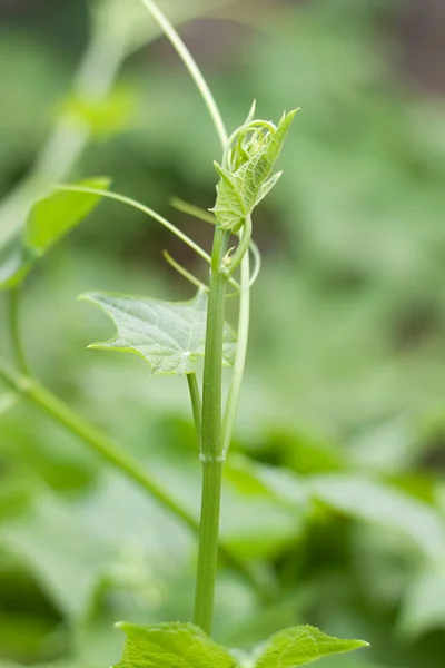 绿色藤蔓植物 — 图库照片