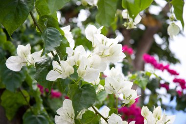 White Bougainvillea clipart