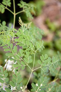 Moringa oleifera (hayat ağacı)