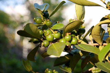 çilek guava