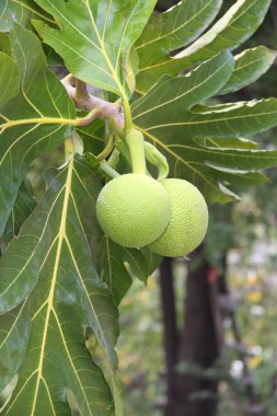 Breadfruit (Artocarpus altilis clipart