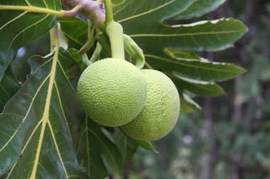 Breadfruit (Artocarpus altilis) clipart