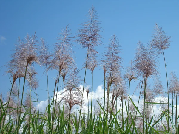 stock image Florescence of sugarcane plants