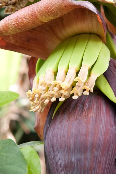 Blossoming banana — Stock Photo, Image