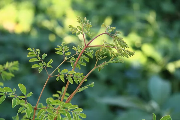 Moringa oleifera (δέντρο της ζωής) Φωτογραφία Αρχείου