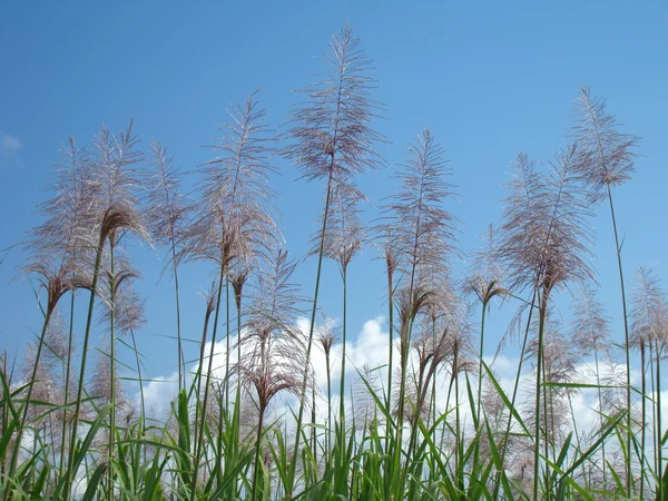Bloeien van suikerriet planten Stockfoto
