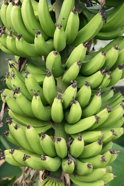 Banana verde — Foto Stock